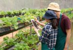 Picture of man and woman with tablet looking at shelf with strawberry plants on it