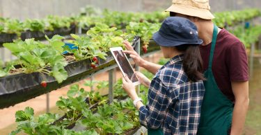 Picture of man and woman with tablet looking at shelf with strawberry plants on it