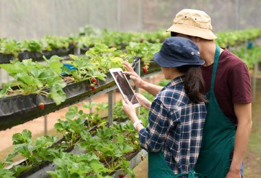 Picture of man and woman with tablet looking at shelf with strawberry plants on it