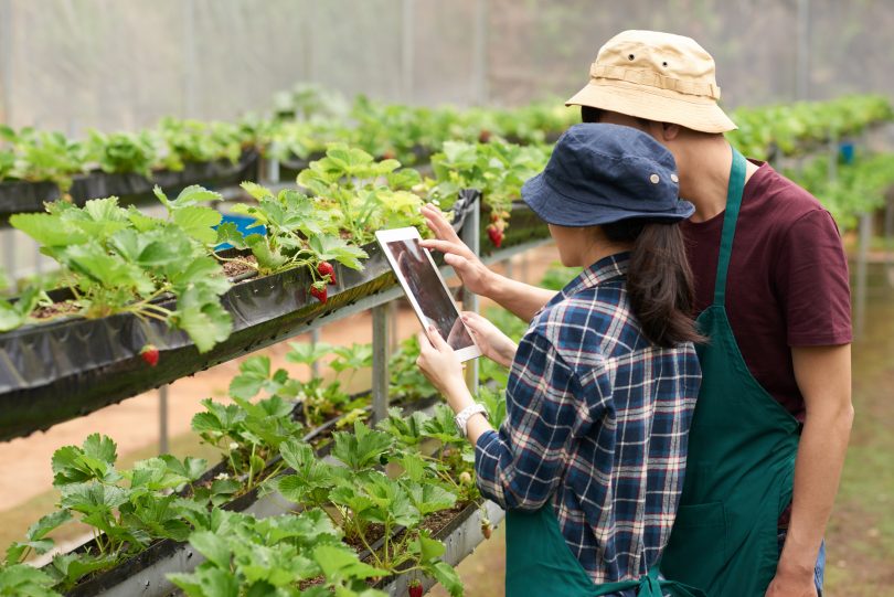 Picture of man and woman with tablet looking at shelf with strawberry plants on it